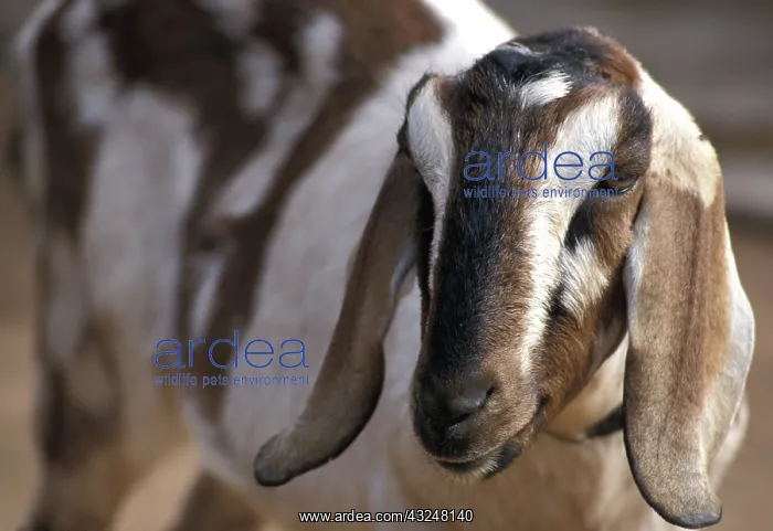 : Nubian goat : Nubian goat