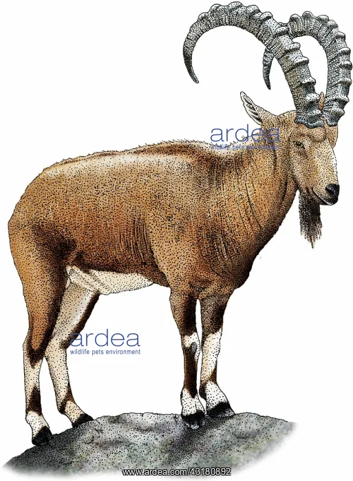 : Nubian Ibex : Nubian Ibex