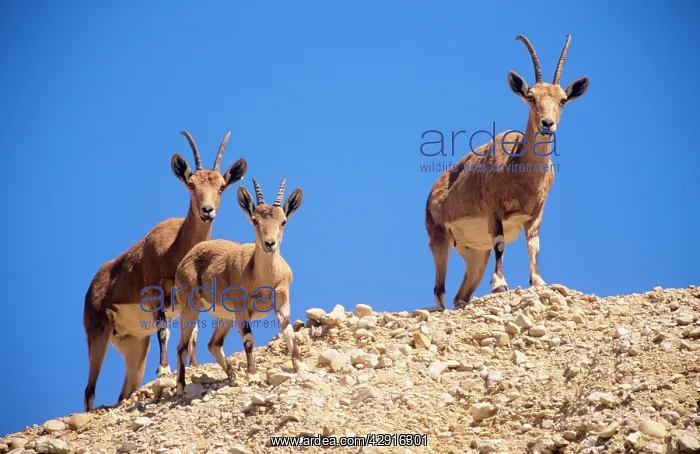 : Nubian IBEX - two females with juvenile : Nubian IBEX - two females with juvenile
