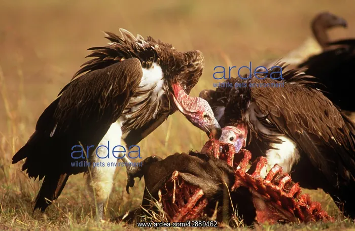  : Nubian  /  Lappet-faced Vulture