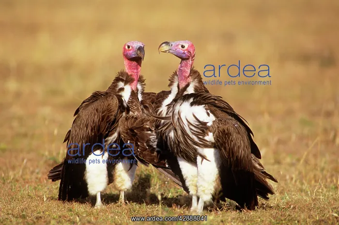  : Nubian  /  Lappet-faced Vulture - courting couple