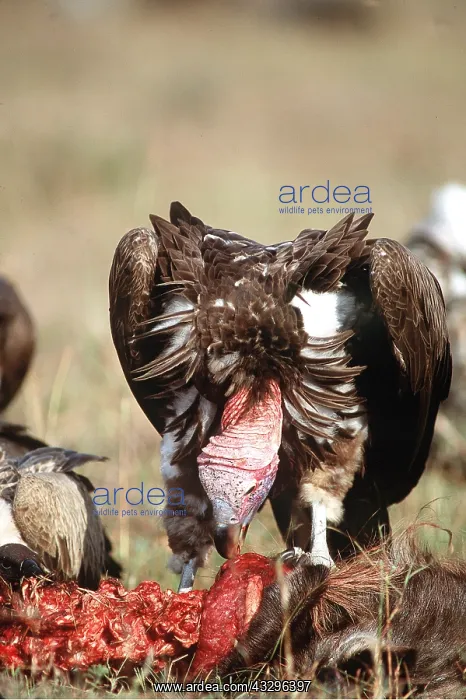  : NUBIAN  /  LAPPET-FACED VULTURE - feeding on prey