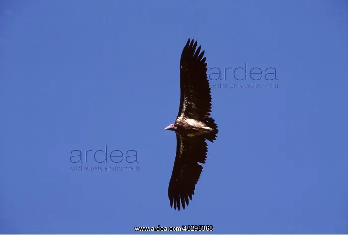  : NUBIAN  /  LAPPET-FACED VULTURE - in flight