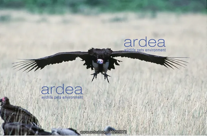  : NUBIAN  /  LAPPET-FACED VULTURE - in flight
