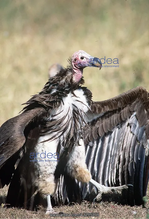  : NUBIAN  /  LAPPET-FACED VULTURE - threat posture