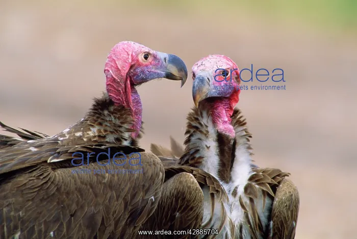  : NUBIAN  /  LAPPET-FACED VULTURES - x two