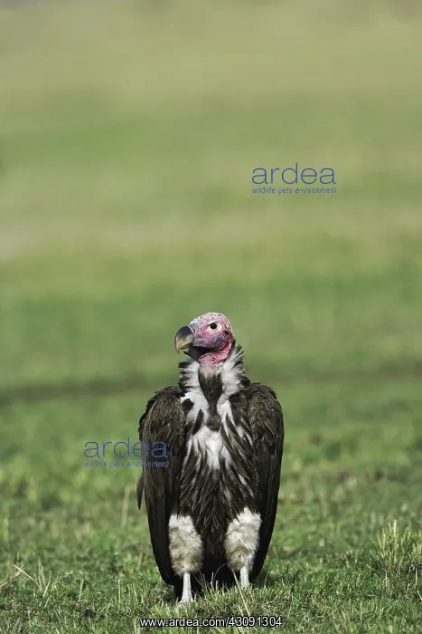 : Nubian Vulture : Nubian Vulture