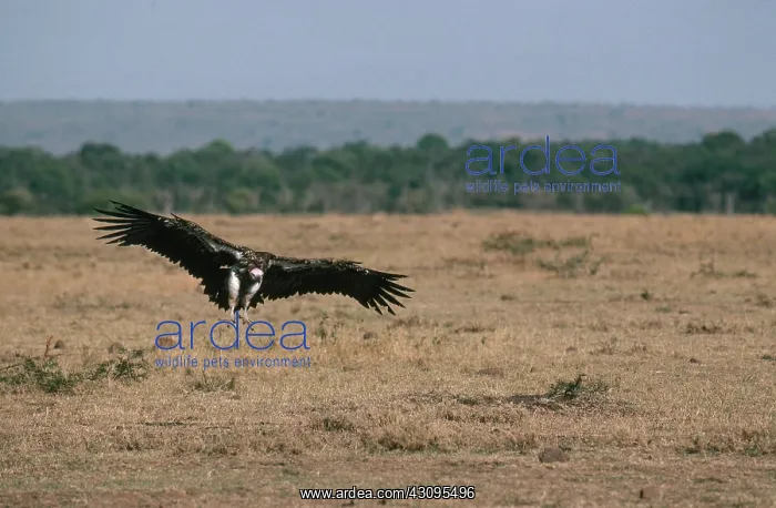 : Nubian Vulture : Nubian Vulture