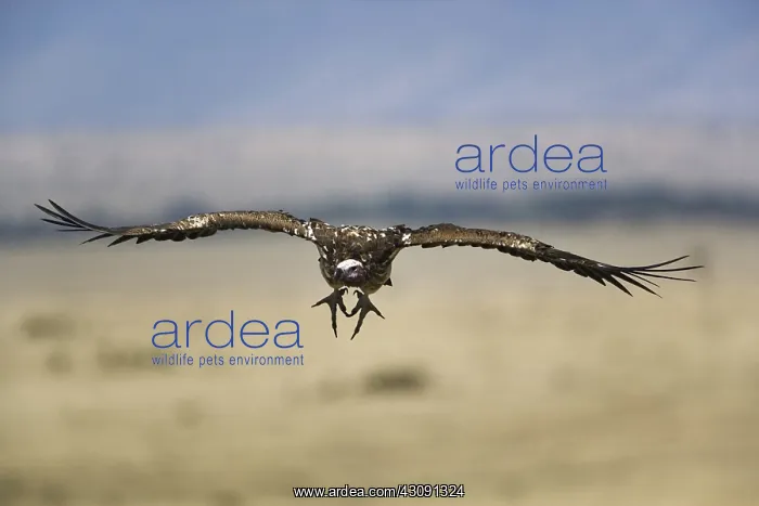 : Nubian Vulture in Flight : Nubian Vulture in Flight