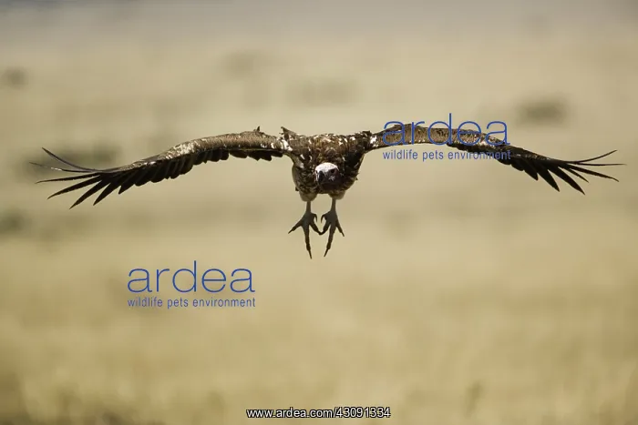: Nubian Vulture in Flight : Nubian Vulture in Flight