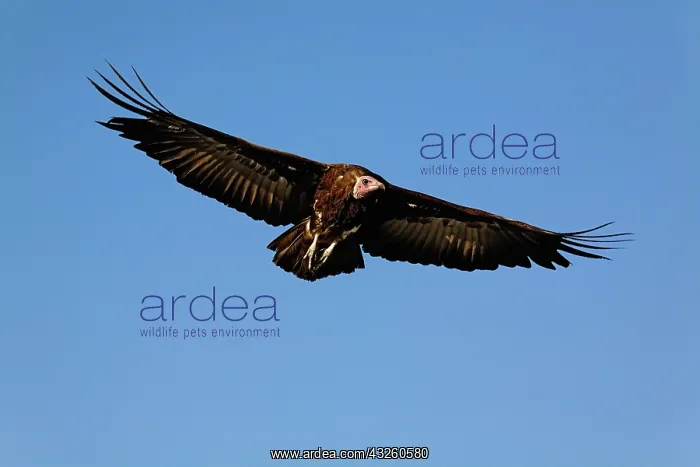 : Nubian Vulture in flight, Torgos tracheliotus : Nubian Vulture in flight, Torgos tracheliotus