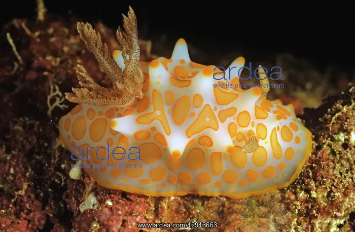 : Nudibranch : Nudibranch