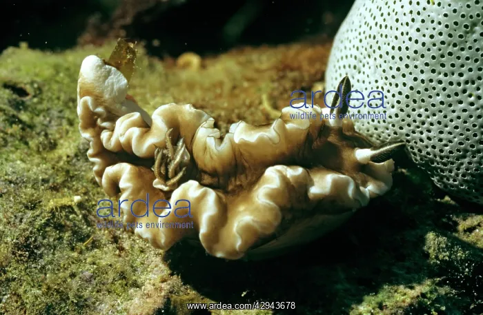 : Nudibranch : Nudibranch
