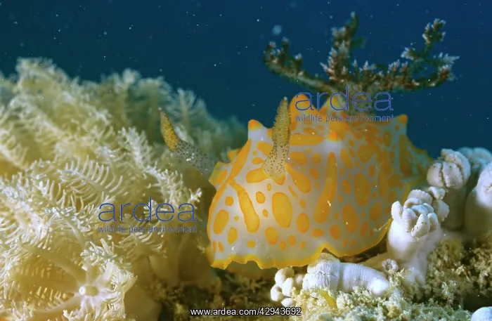 : Nudibranch : Nudibranch