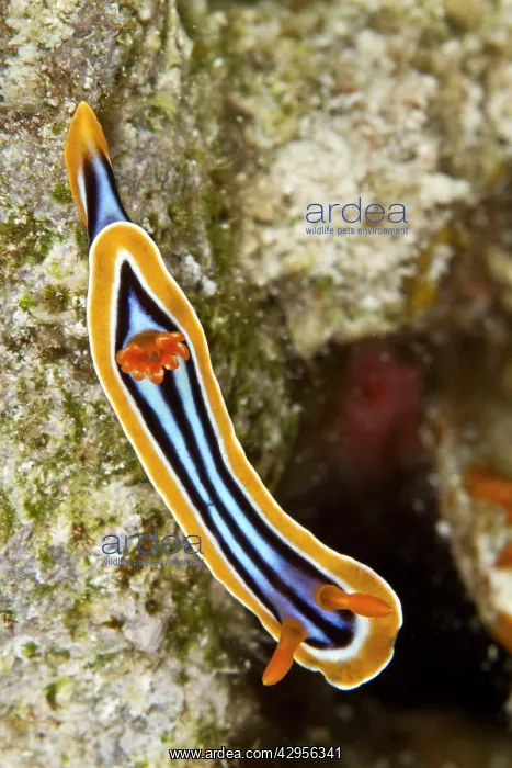 : Nudibranch : Nudibranch