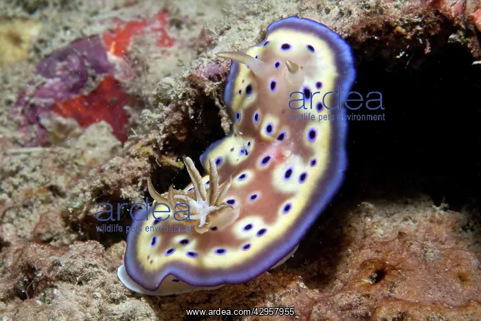 : Nudibranch : Nudibranch