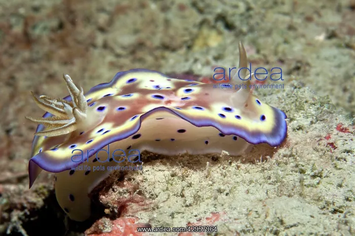 : Nudibranch : Nudibranch
