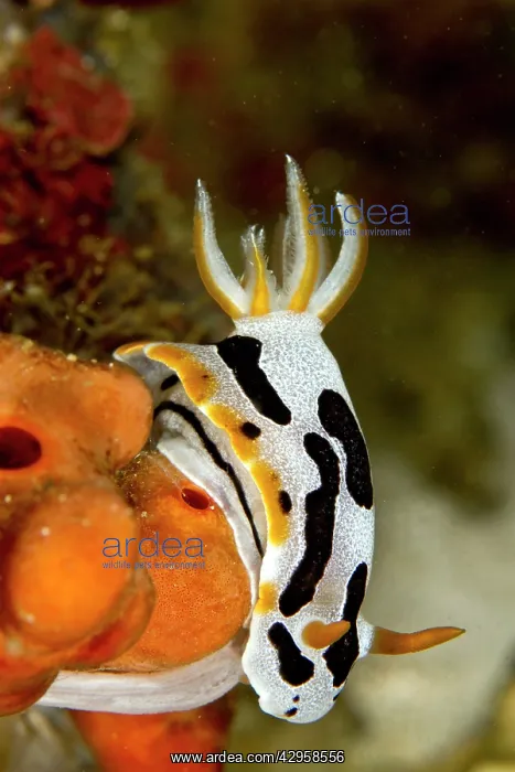 : Nudibranch : Nudibranch