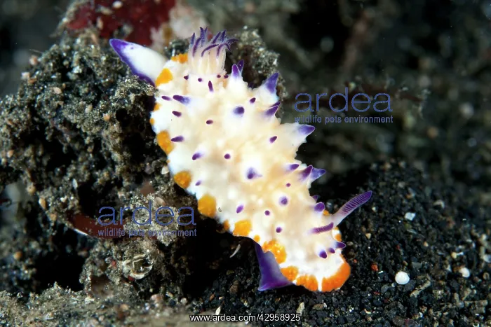 : Nudibranch : Nudibranch