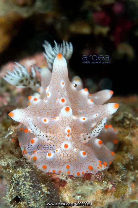 : Nudibranch : Nudibranch