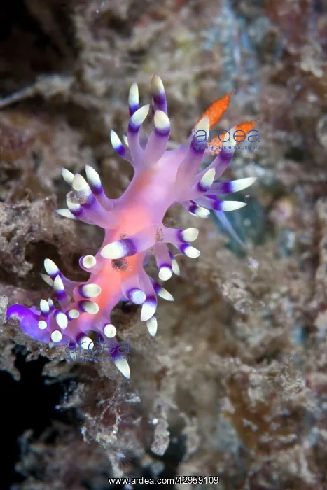 : Nudibranch : Nudibranch