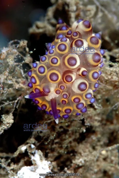: Nudibranch : Nudibranch