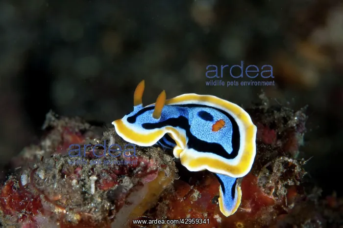 : Nudibranch : Nudibranch