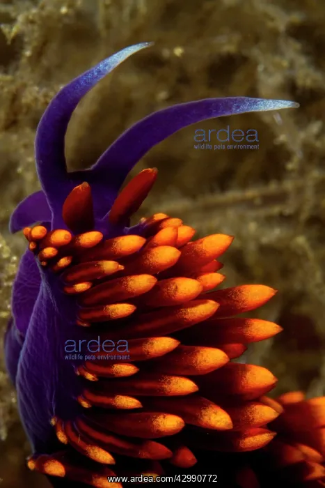 : Nudibranch : Nudibranch