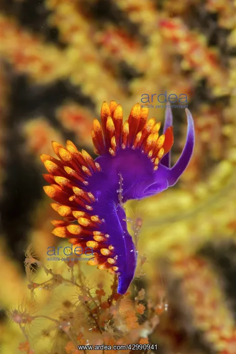 : Nudibranch : Nudibranch