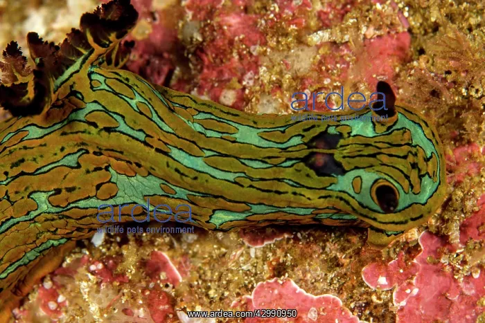 : Nudibranch : Nudibranch