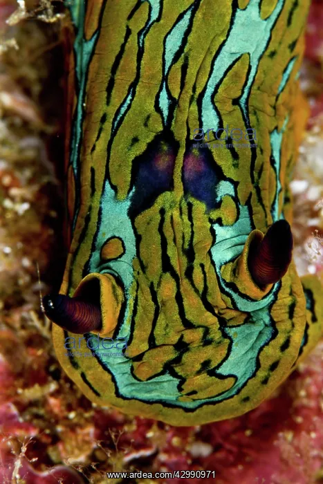 : Nudibranch : Nudibranch