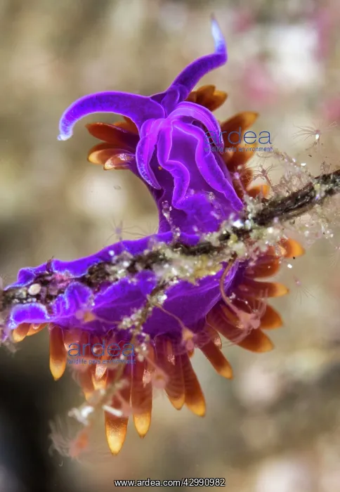 : Nudibranch : Nudibranch