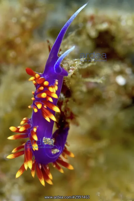 : Nudibranch : Nudibranch