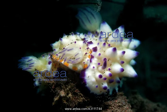 : Nudibranch : Nudibranch