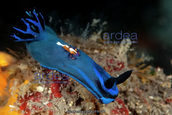 : Nudibranch : Nudibranch