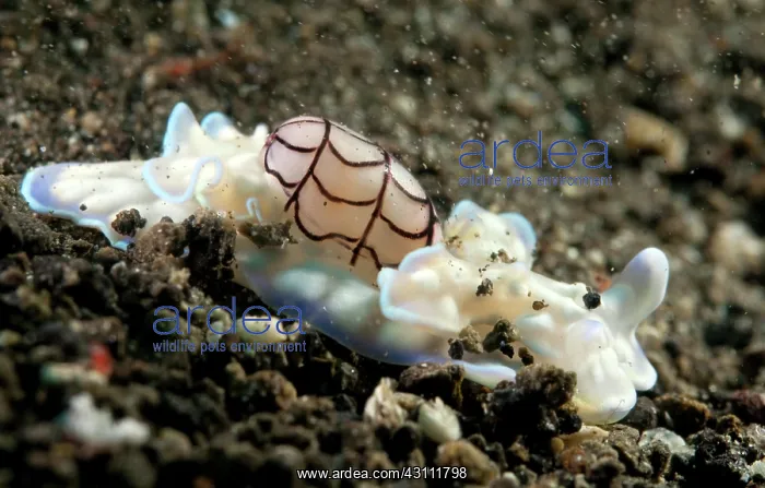 : Nudibranch : Nudibranch
