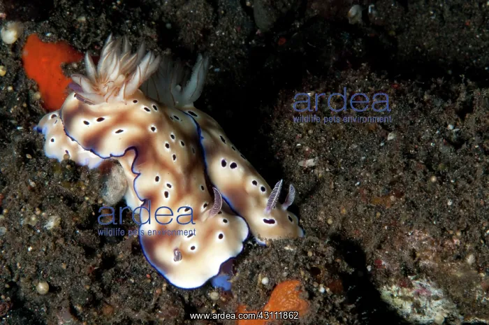 : Nudibranch : Nudibranch