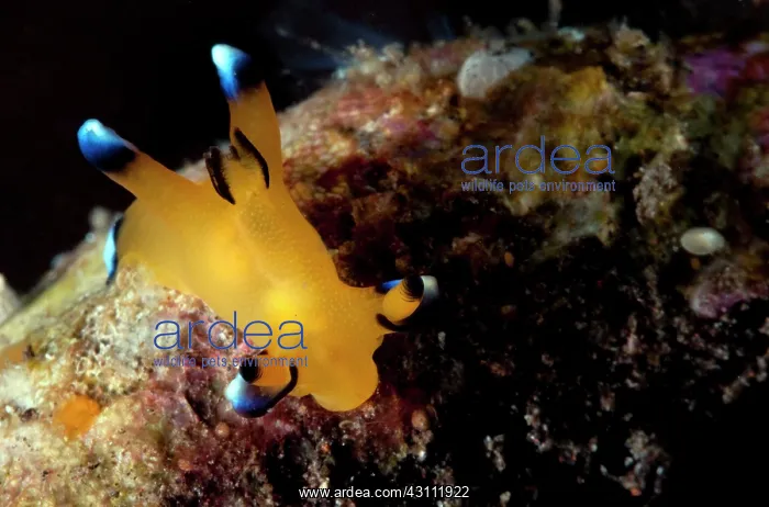 : Nudibranch : Nudibranch