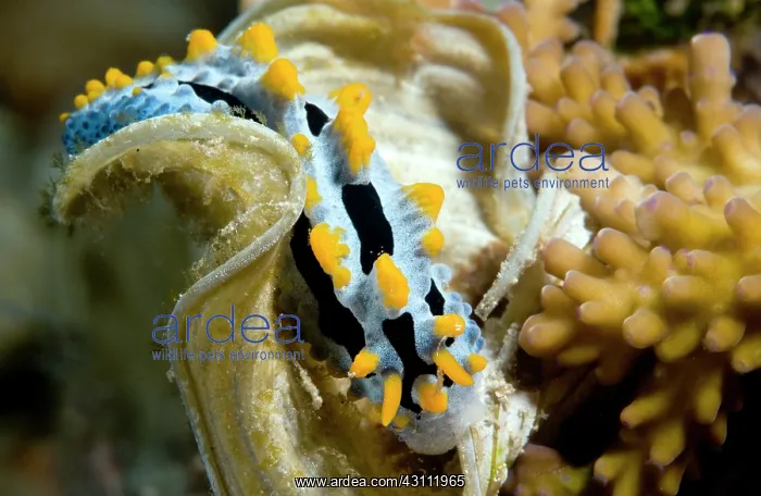 : Nudibranch : Nudibranch