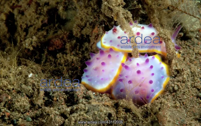 : Nudibranch : Nudibranch