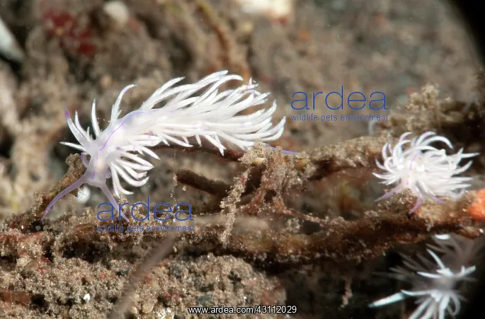 : Nudibranch : Nudibranch