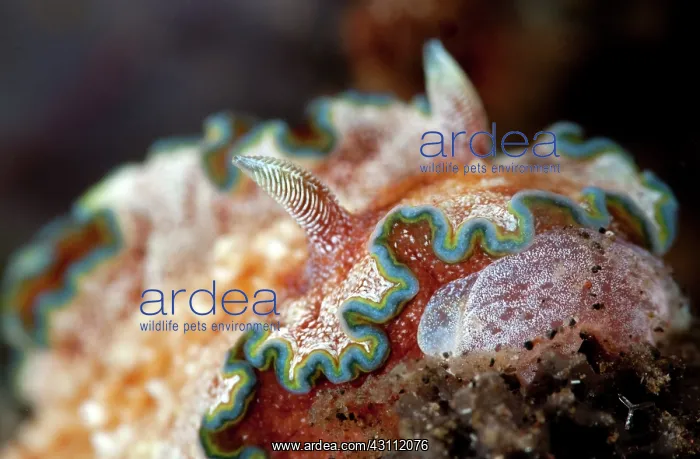 : Nudibranch : Nudibranch