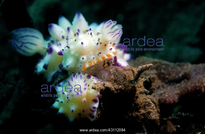 : Nudibranch : Nudibranch