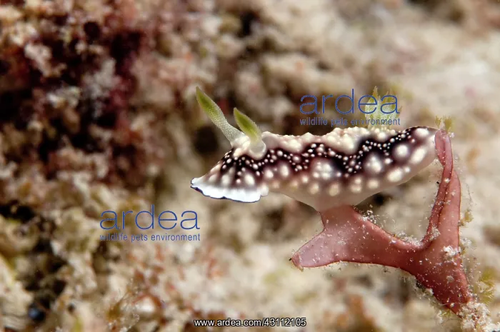 : Nudibranch : Nudibranch