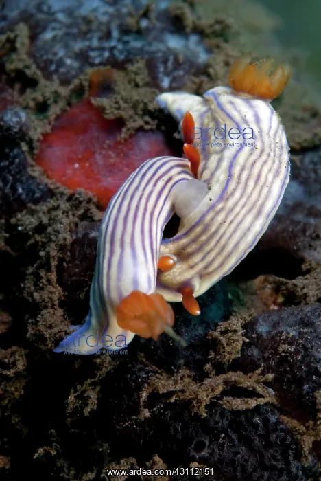 : Nudibranch : Nudibranch