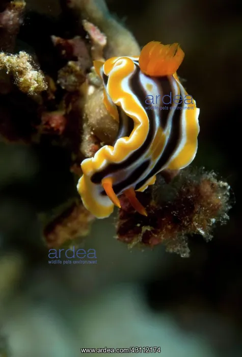 : Nudibranch : Nudibranch