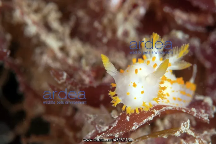 : A Nudibranch : A Nudibranch