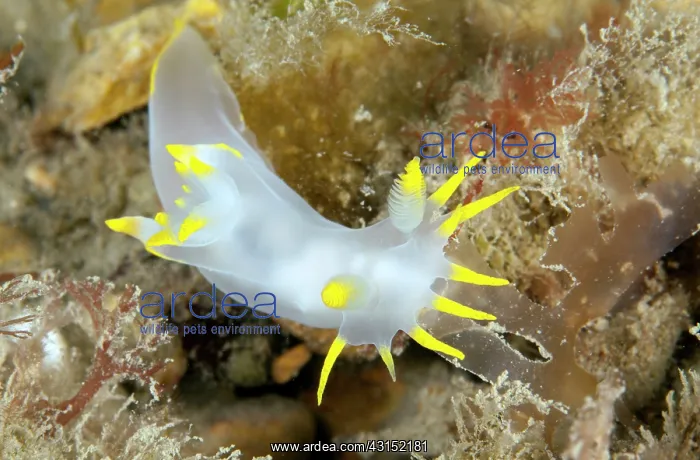 : Nudibranch : Nudibranch