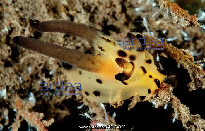 : Nudibranch : Nudibranch