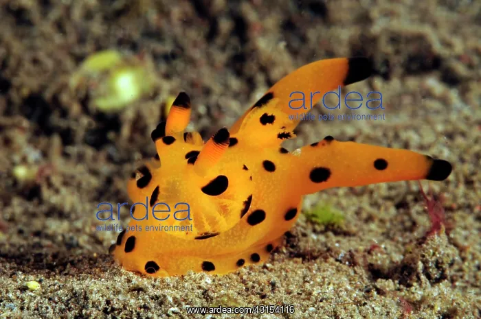 : Nudibranch : Nudibranch